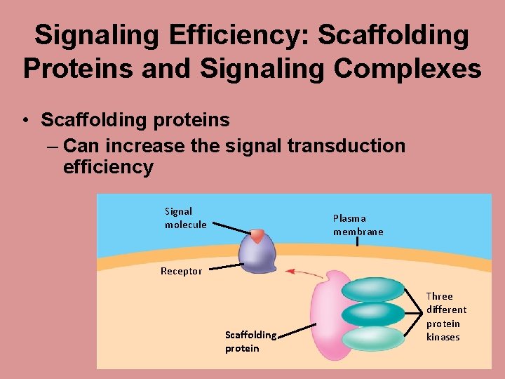 Signaling Efficiency: Scaffolding Proteins and Signaling Complexes • Scaffolding proteins – Can increase the
