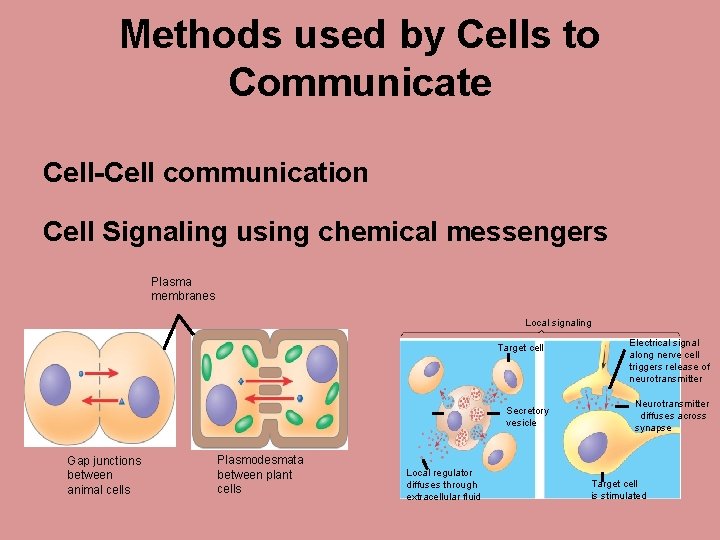 Methods used by Cells to Communicate Cell-Cell communication Cell Signaling using chemical messengers Plasma