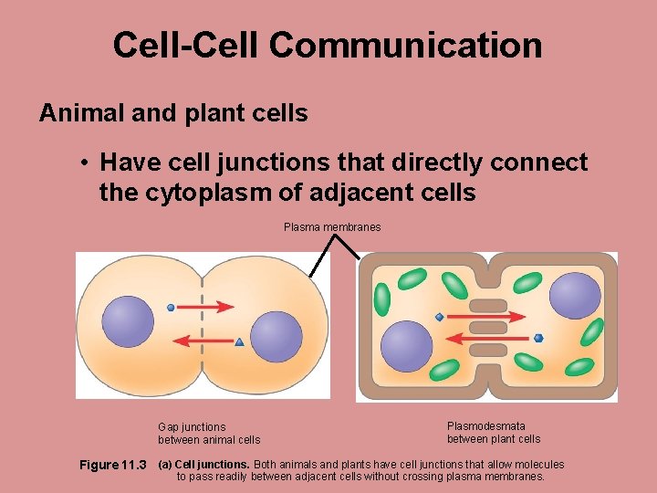 Cell-Cell Communication Animal and plant cells • Have cell junctions that directly connect the
