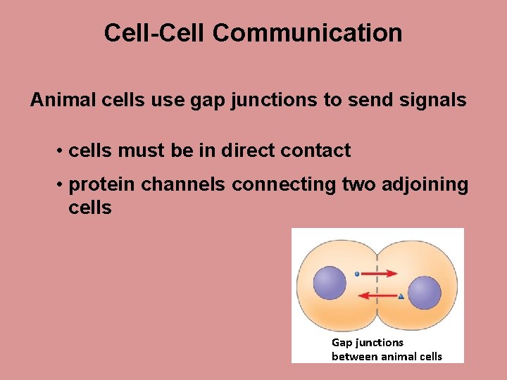 Cell-Cell Communication Animal cells use gap junctions to send signals • cells must be