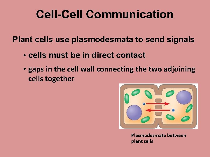 Cell-Cell Communication Plant cells use plasmodesmata to send signals • cells must be in