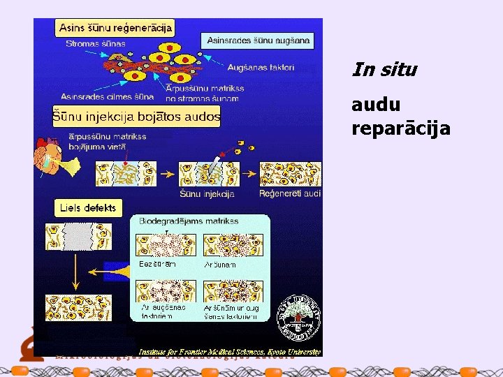 In situ audu reparācija 