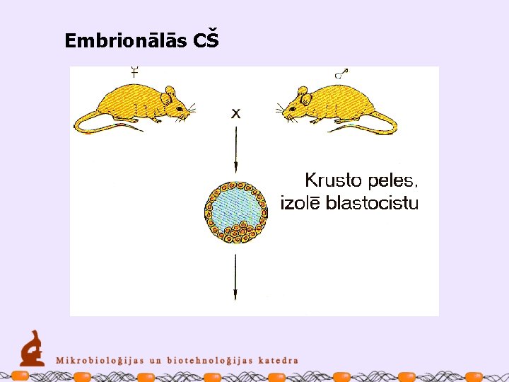 Embrionālās CŠ 