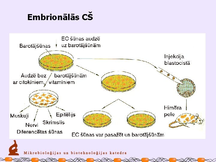 Embrionālās CŠ 
