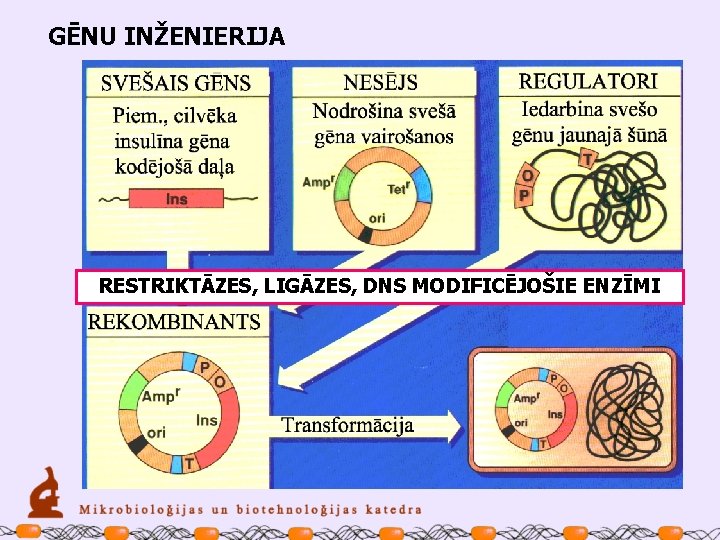 GĒNU INŽENIERIJA RESTRIKTĀZES, LIGĀZES, DNS MODIFICĒJOŠIE ENZĪMI 