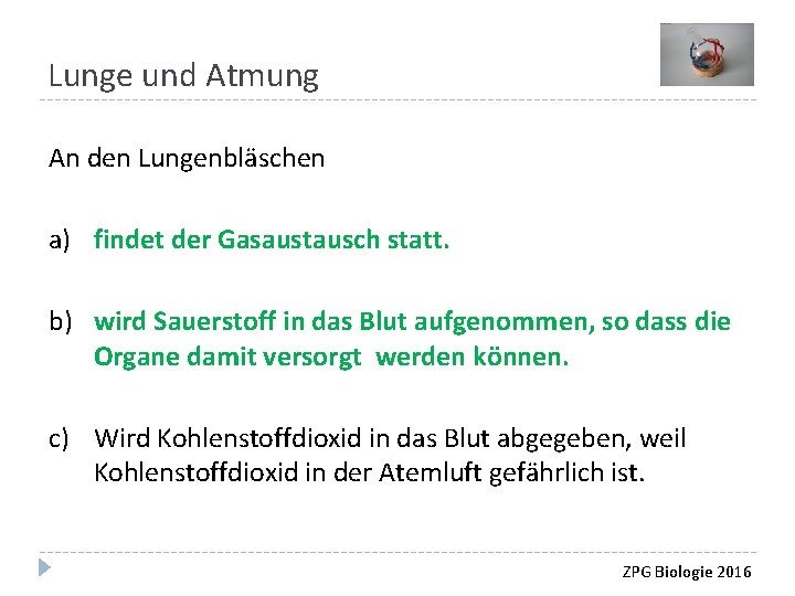 Lunge und Atmung An den Lungenbläschen a) findet der Gasaustausch statt. b) wird Sauerstoff