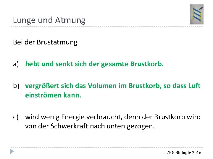 Lunge und Atmung Bei der Brustatmung a) hebt und senkt sich der gesamte Brustkorb.