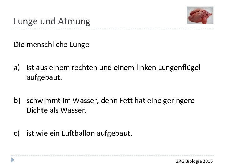 Lunge und Atmung Die menschliche Lunge a) ist aus einem rechten und einem linken