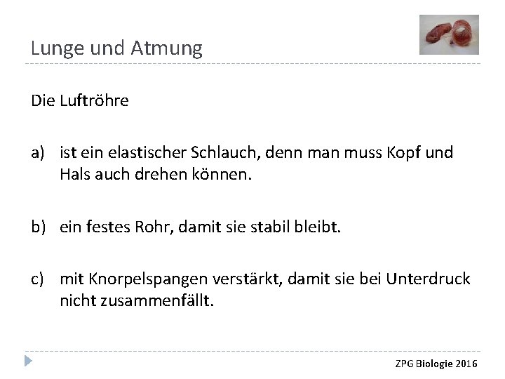 Lunge und Atmung Die Luftröhre a) ist ein elastischer Schlauch, denn man muss Kopf