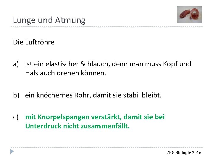 Lunge und Atmung Die Luftröhre a) ist ein elastischer Schlauch, denn man muss Kopf