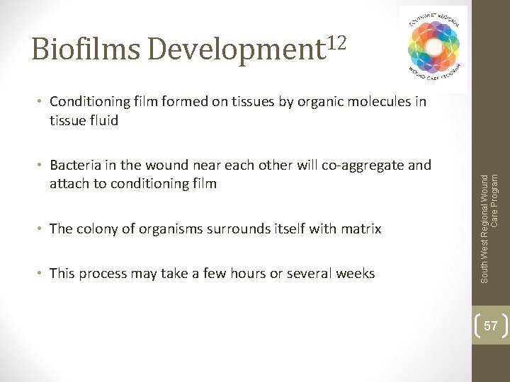 Biofilms Development 12 • Bacteria in the wound near each other will co-aggregate and