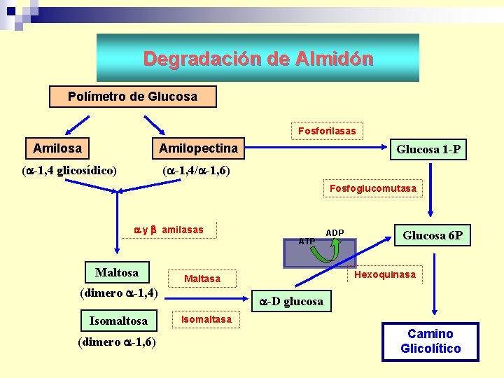 Degradación de Almidón Polímetro de Glucosa Fosforilasas Amilosa Amilopectina ( -1, 4 glicosídico) Glucosa