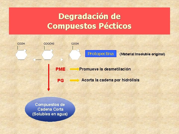 Degradación de Compuestos Pécticos Protopectina PME PG Compuestos de Cadena Corta (Solubles en agua)