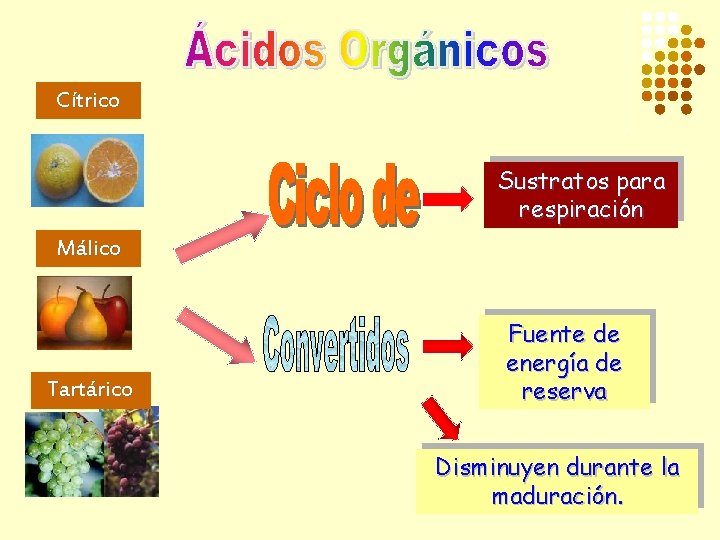 Cítrico Sustratos para respiración Málico Tartárico Fuente de energía de reserva Disminuyen durante la