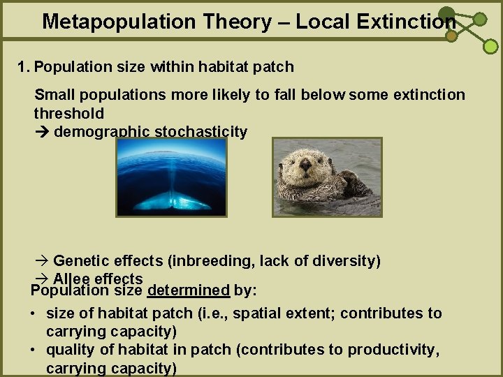 Metapopulation Theory – Local Extinction 1. Population size within habitat patch Small populations more