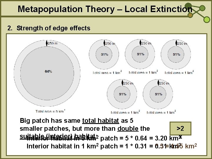 Metapopulation Theory – Local Extinction 2. Strength of edge effects Big patch has same