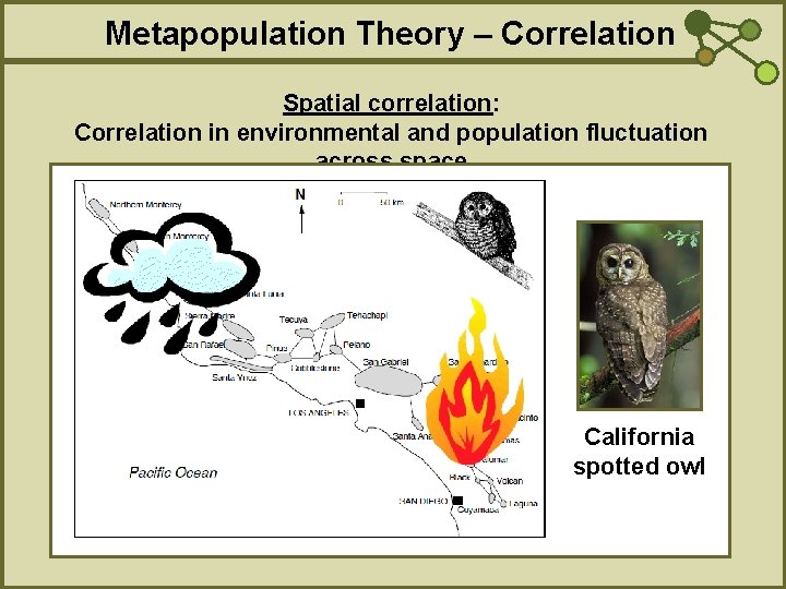Metapopulation Theory – Correlation Spatial correlation: Correlation in environmental and population fluctuation across space
