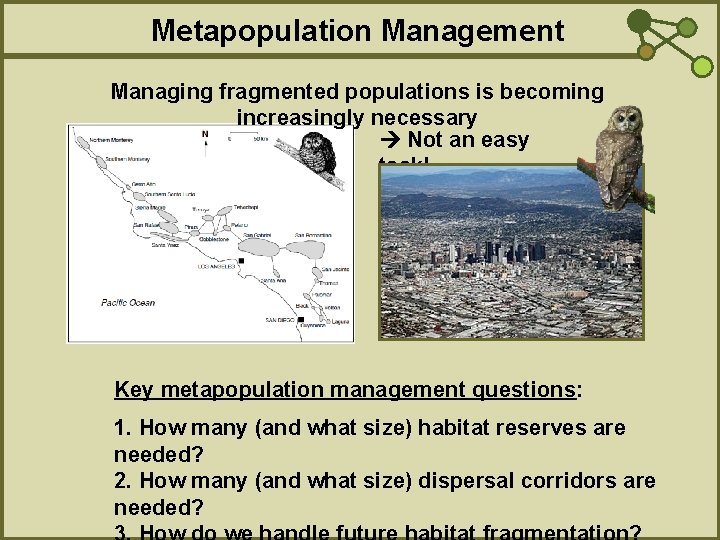 Metapopulation Management Managing fragmented populations is becoming increasingly necessary Not an easy task! Key
