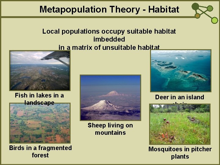 Metapopulation Theory - Habitat Local populations occupy suitable habitat imbedded in a matrix of