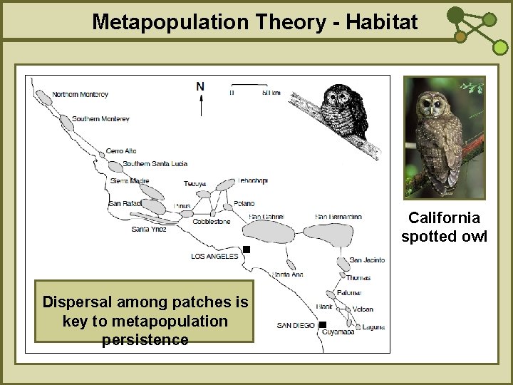 Metapopulation Theory - Habitat Local populations occupy suitable habitat imbedded in a matrix of