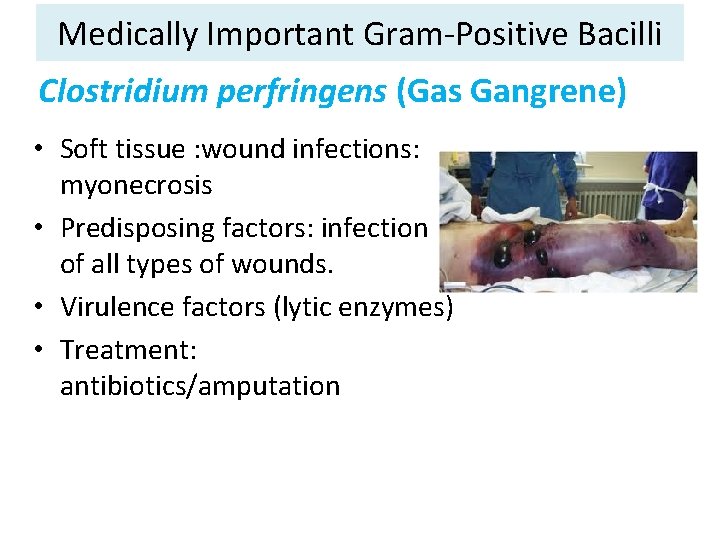 Medically Important Gram-Positive Bacilli Clostridium perfringens (Gas Gangrene) • Soft tissue : wound infections: