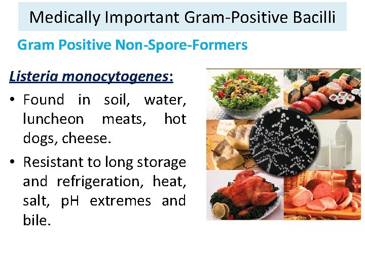 Medically Important Gram-Positive Bacilli Gram Positive Non-Spore-Formers Listeria monocytogenes: • Found in soil, water,