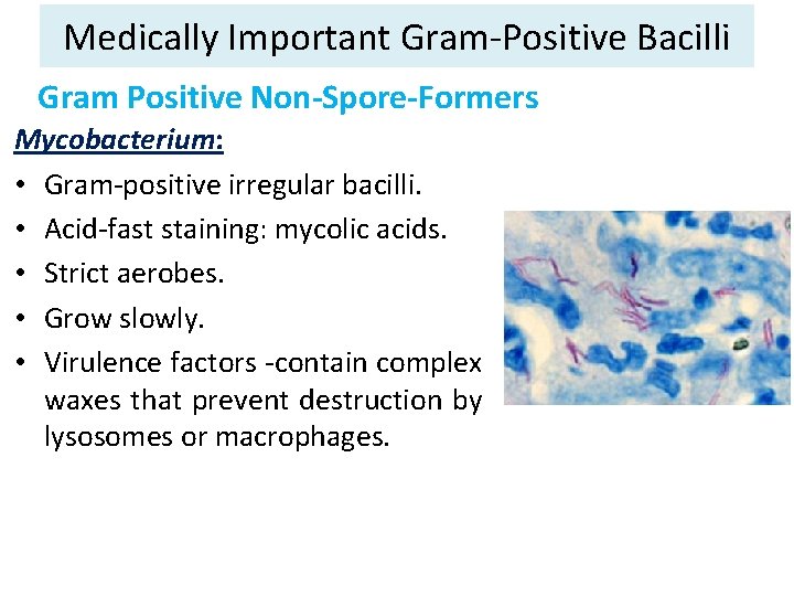 Medically Important Gram-Positive Bacilli Gram Positive Non-Spore-Formers Mycobacterium: • Gram-positive irregular bacilli. • Acid-fast