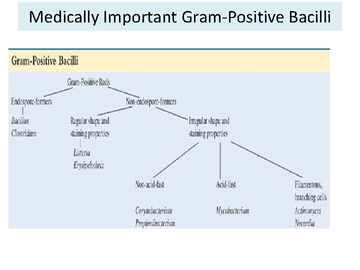 Medically Important Gram-Positive Bacilli 