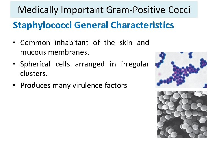 Medically Important Gram-Positive Cocci Staphylococci General Characteristics • Common inhabitant of the skin and