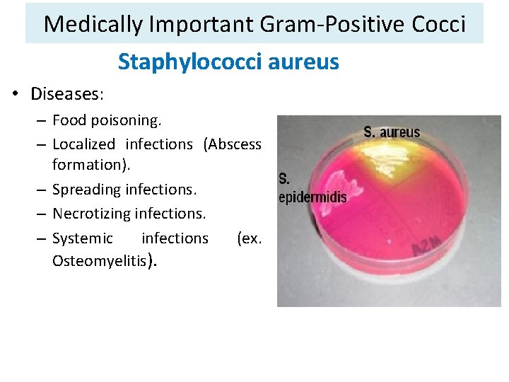 Medically Important Gram-Positive Cocci Staphylococci aureus • Diseases: – Food poisoning. – Localized infections