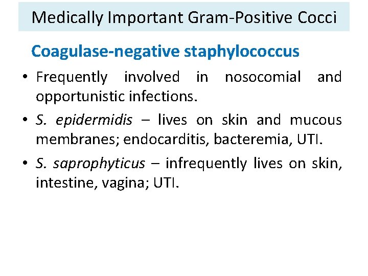 Medically Important Gram-Positive Cocci Coagulase-negative staphylococcus • Frequently involved in nosocomial and opportunistic infections.