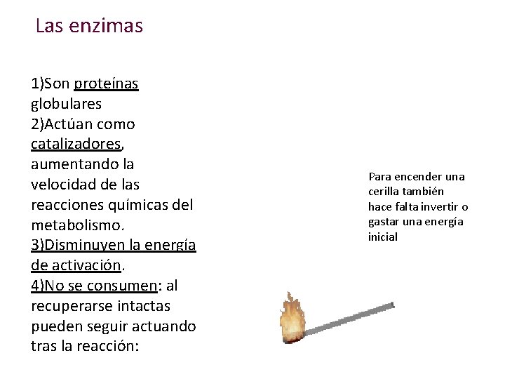 Las enzimas 1)Son proteínas globulares 2)Actúan como catalizadores, aumentando la velocidad de las reacciones