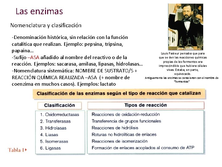 Las enzimas Nomenclatura y clasificación -Denominación histórica, sin relación con la función catalítica que