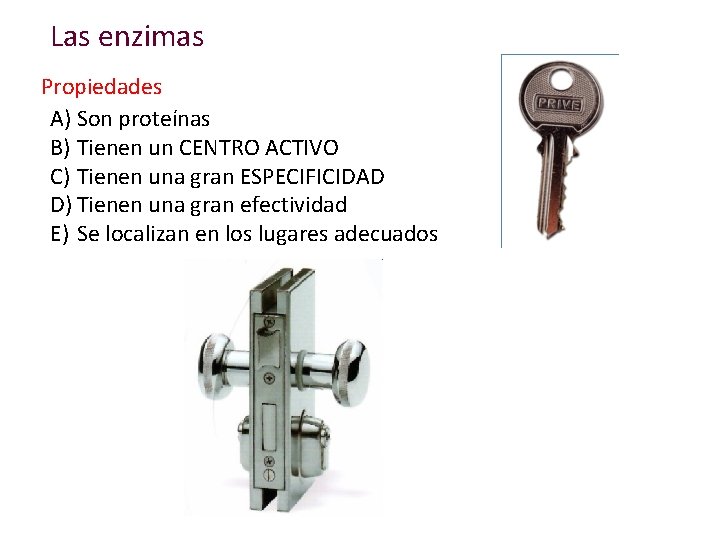 Las enzimas Propiedades A) Son proteínas B) Tienen un CENTRO ACTIVO C) Tienen una
