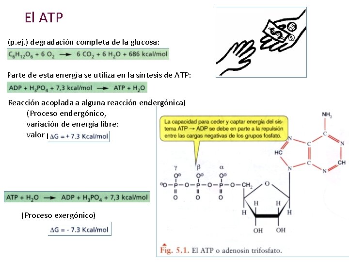 El ATP (p. ej. ) degradación completa de la glucosa: Parte de esta energía