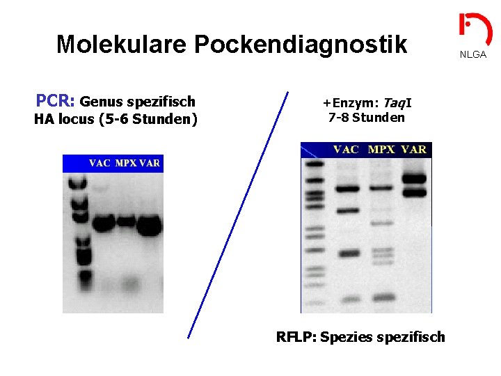 Molekulare Pockendiagnostik PCR: Genus spezifisch HA locus (5 -6 Stunden) +Enzym: Taq. I 7