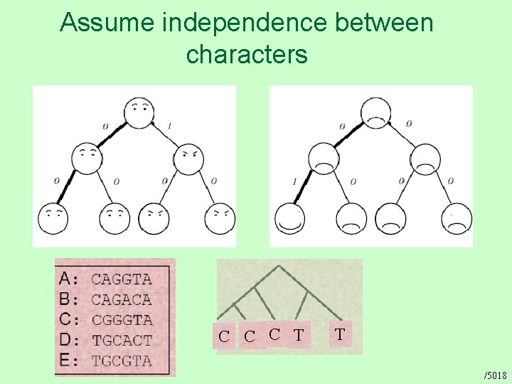 Assume independence between characters C C C T T /5018 