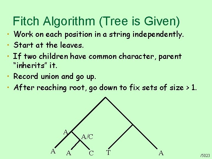 Fitch Algorithm (Tree is Given) • Work on each position in a string independently.