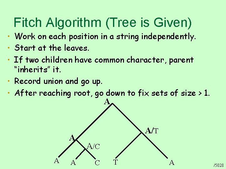 Fitch Algorithm (Tree is Given) • Work on each position in a string independently.