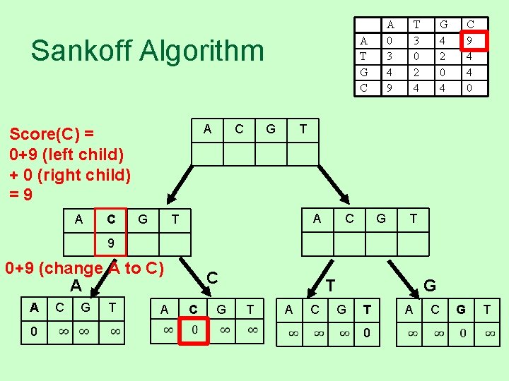 A T G C Sankoff Algorithm A Score(C) = 0+9 (left child) + 0