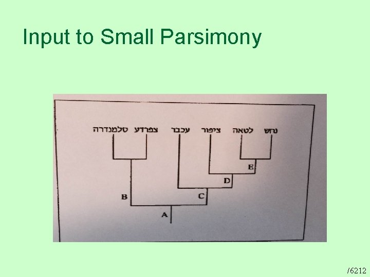 Input to Small Parsimony /6212 