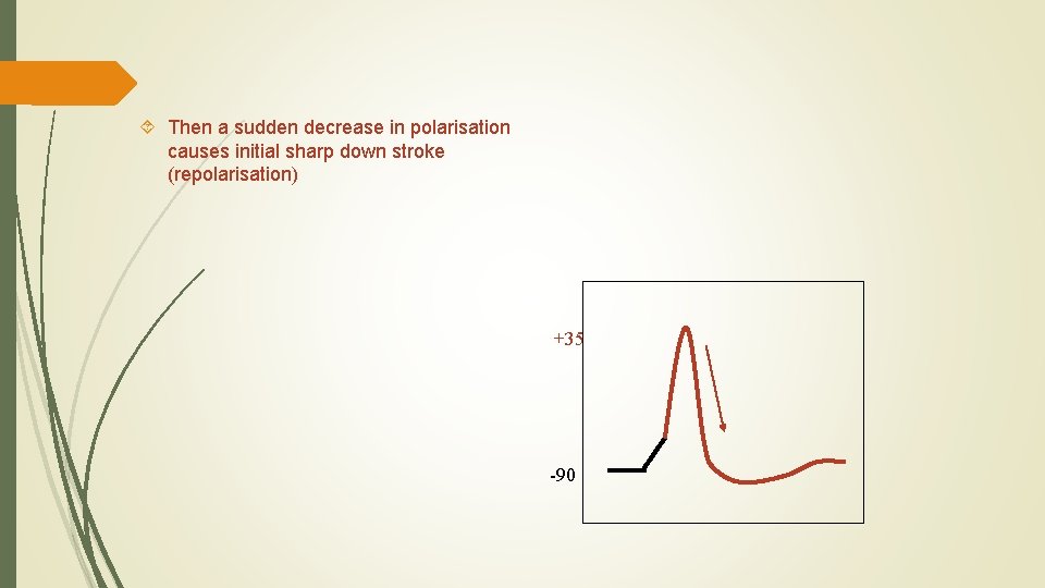  Then a sudden decrease in polarisation causes initial sharp down stroke (repolarisation) +35