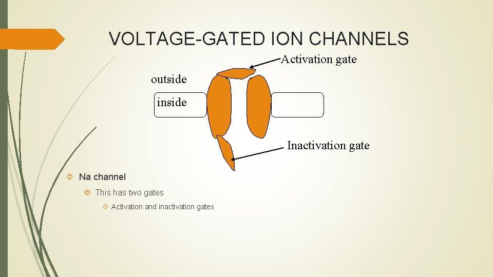 VOLTAGE-GATED ION CHANNELS Activation gate outside inside Inactivation gate Na channel This has two