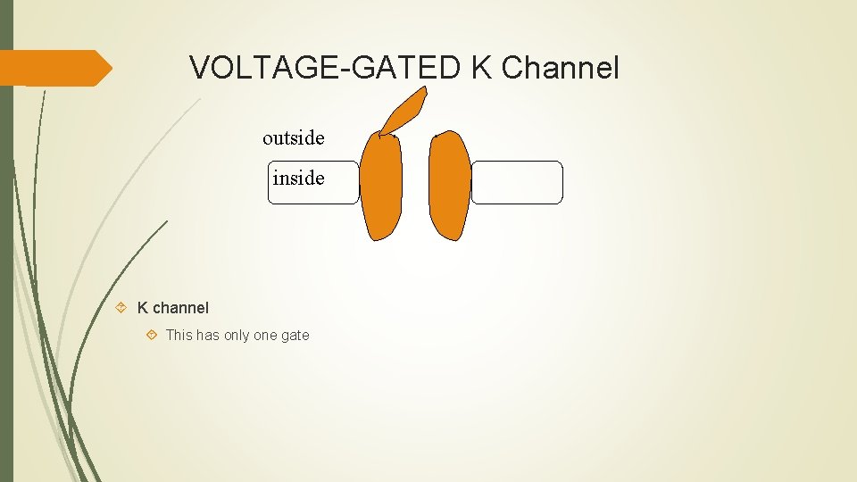 VOLTAGE-GATED K Channel outside inside K channel This has only one gate 