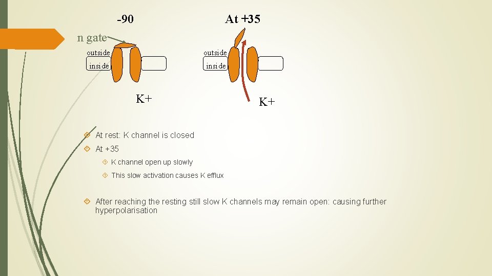 -90 At +35 n gate outside inside K+ K+ At rest: K channel is