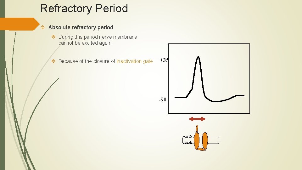 Refractory Period Absolute refractory period During this period nerve membrane cannot be excited again