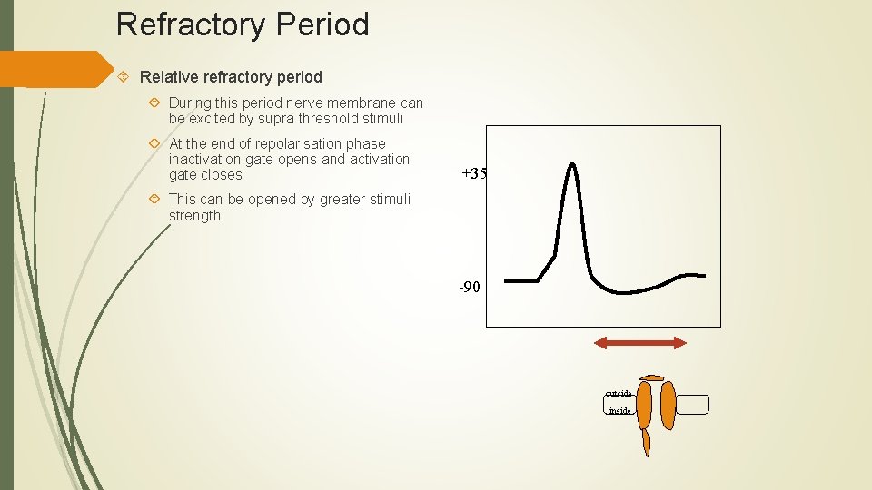 Refractory Period Relative refractory period During this period nerve membrane can be excited by