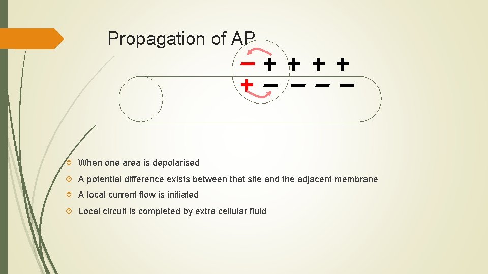 Propagation of AP When one area is depolarised A potential difference exists between that