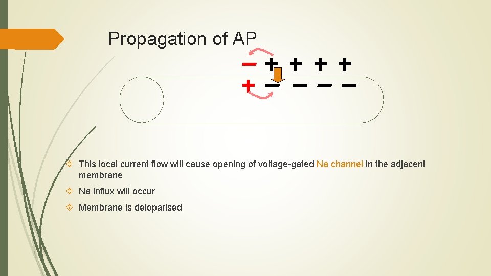 Propagation of AP This local current flow will cause opening of voltage-gated Na channel