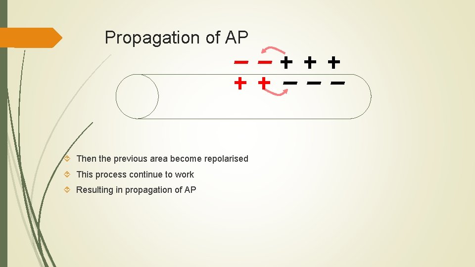 Propagation of AP Then the previous area become repolarised This process continue to work